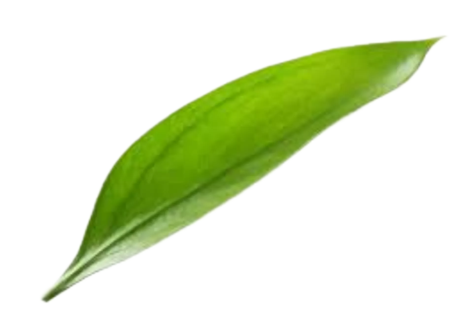 Decorative Leaf